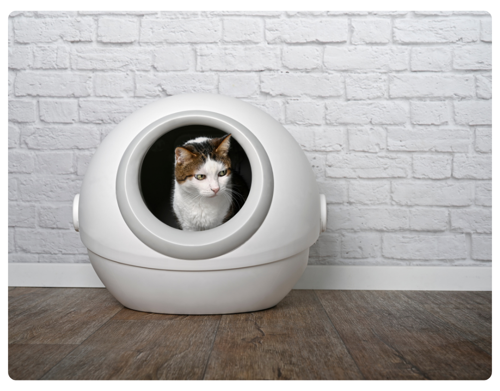 Litter Boxes for cats