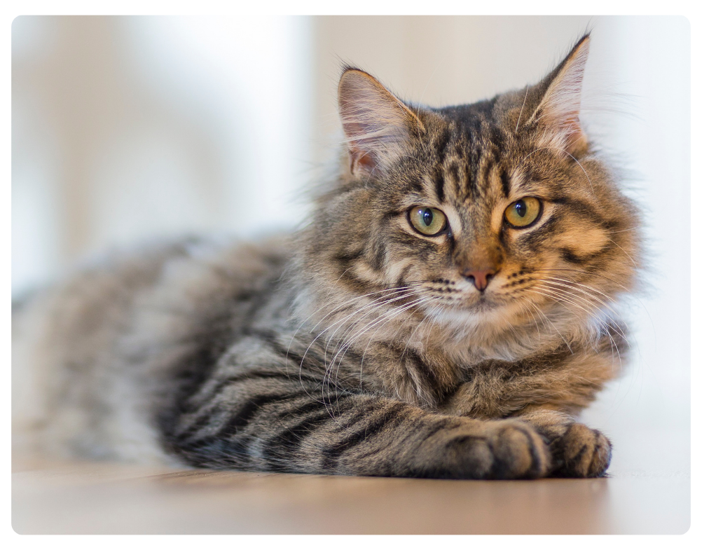 Automatic Litter Boxes for cats